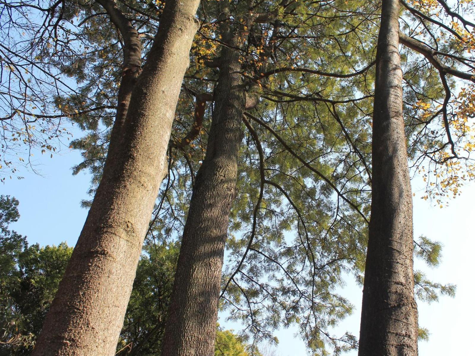 Wild Tree Lodge Benoni Luaran gambar